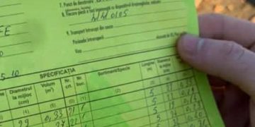 City Managerul din Vişeu de Sus este acuzat că și-a însușit lemnele oferite de Consiliul Local ca ajutor pentru familiile nevoiașe