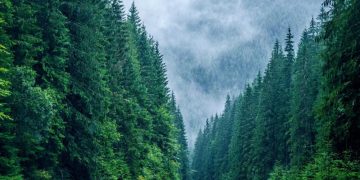 Scădere record a emisiilor de dioxid de carbon în 2020