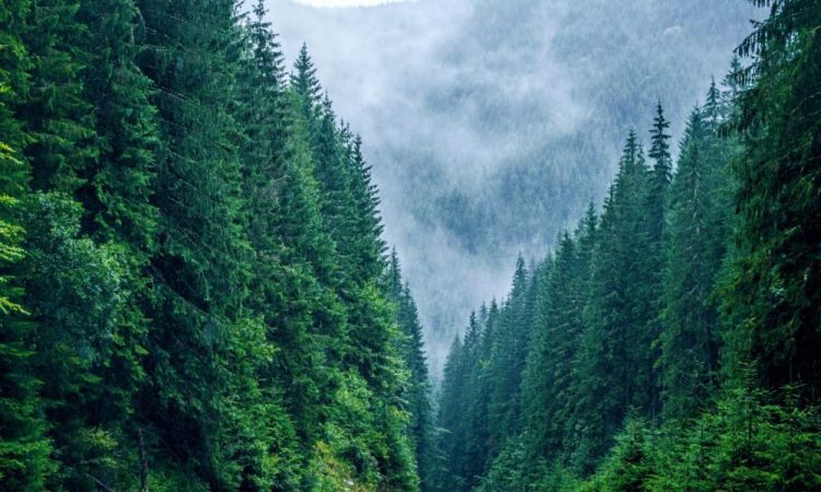 Scădere record a emisiilor de dioxid de carbon în 2020