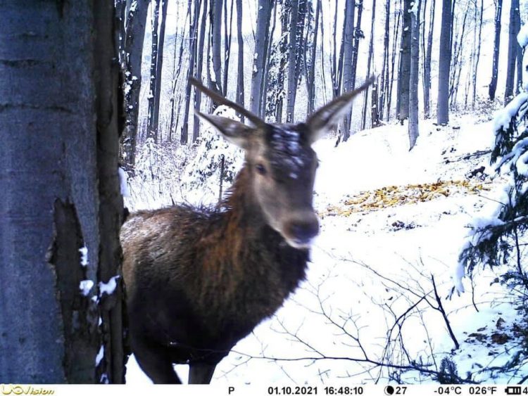 Cerb suliţar surprins de camerele de supraveghere în timp ce căuta hrană – FOTO