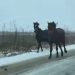 Şoferi în pericol! Cai liberi ca în Vestul Sălbatic pe şosea în Bozânta – VIDEO