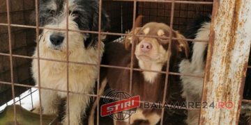 Lagăr public de exterminare a câinilor comunitari la Târgu Lăpuș – FOTO, VIDEO