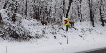 Imagini spectaculoase cu doi cerbi, filmaţi în Pasul Gutâi