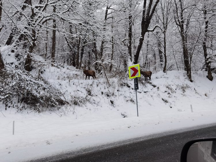 Imagini spectaculoase cu doi cerbi, filmaţi în Pasul Gutâi