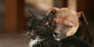 Completări la legea privind protecția animalelor