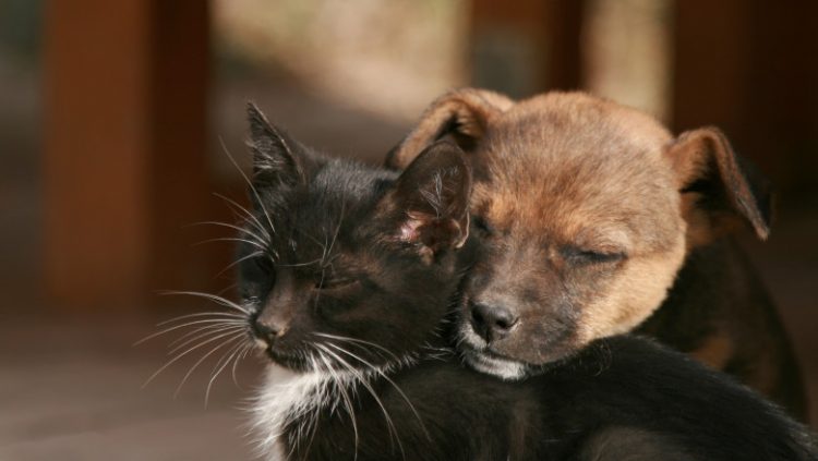 Completări la legea privind protecția animalelor