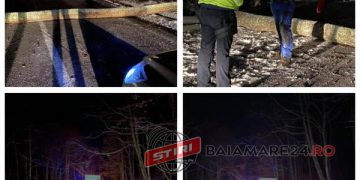 Pasul Gutâi blocat după ce un copac a căzut pe șosea sub greutatea zăpezii