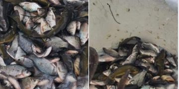 Garda de Mediu Maramureş verifică popularea cu peşti care pun în pericol fauna râurilor