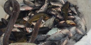 Populare cu peşti pe râurile Someș și Lăpuş – foto