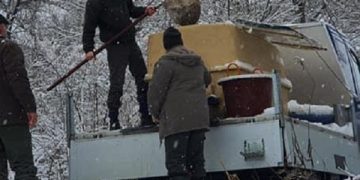 Populare cu peşti pe râurile Someș și Lăpuş – foto