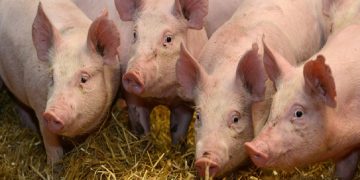 Măsuri pentru prevenirea și combaterea pestei porcine africane în Maramureș