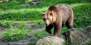 Mare atenţie! Urşii dau târcoale pe lângă Baia Mare!