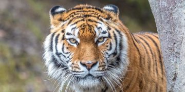 Doi tigri au scăpat de la un ZOO din Indonezia. Un angajat a fost sfâşiat mortal