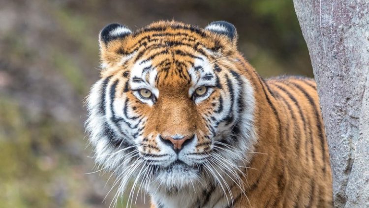 Doi tigri au scăpat de la un ZOO din Indonezia. Un angajat a fost sfâşiat mortal