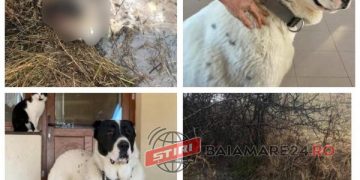 Revoltător! Un vânător băimărean cercetat pentru uciderea prin împuşcare a doi câini