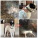 Revoltător! Un vânător băimărean cercetat pentru uciderea prin împuşcare a doi câini