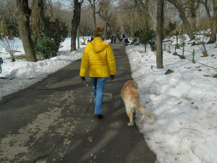 Atenție, proprietari de câini! Poliţia Animalelor, în acţiune prin parcuri