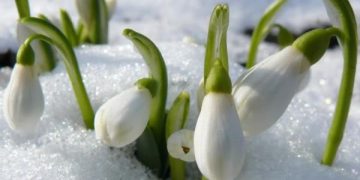 Vine, vine primăvara! Gabriela Băncilă explică valul de căldură care lovește România