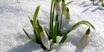 Vestitorii primăverii și-au făcut prezența în Satu Mare