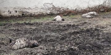 O haită de lupi devorează turmele de oi de pe Valea Șieului