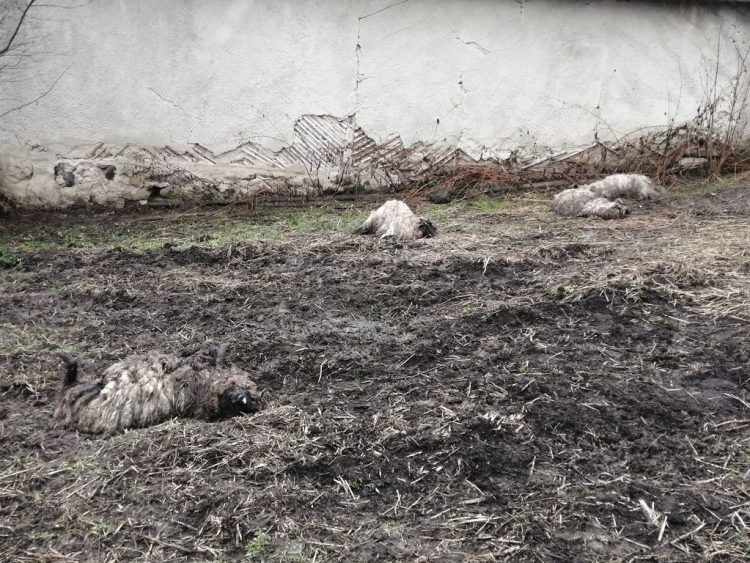 O haită de lupi devorează turmele de oi de pe Valea Șieului