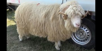 Ce salariu are un cioban în Maramureș