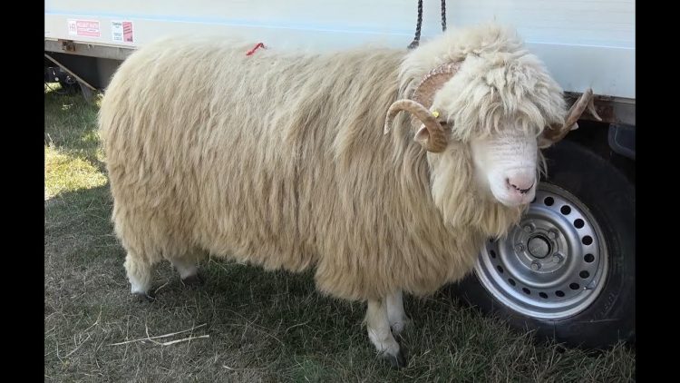 Ce salariu are un cioban în Maramureș