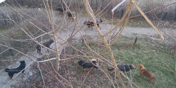 O haită de câini vagabonzi a împânzit strada Grănicerilor! Oamenilor le e frică să iasă afară cu copiii