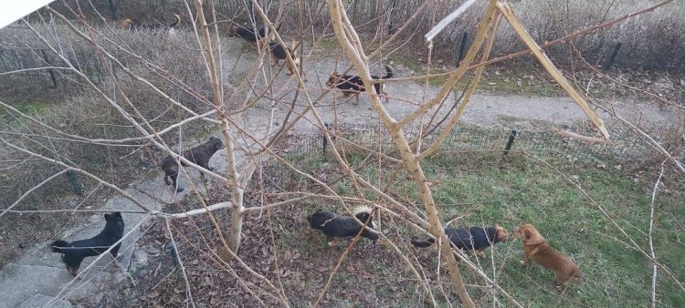 O haită de câini vagabonzi a împânzit strada Grănicerilor! Oamenilor le e frică să iasă afară cu copiii