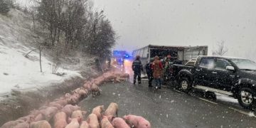 Camion cu 600 de porci, răsturnat în judeţul Bistriţa-Năsăud