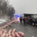 Camion cu 600 de porci, răsturnat în judeţul Bistriţa-Năsăud
