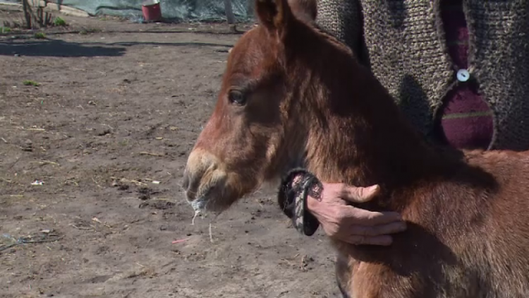 Un bărbat a ucis un mânz, apoi și-a hrănit câinii cu el