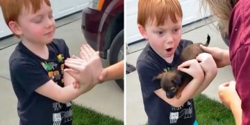 Un băiețel de 6 ani a făcut economii pentru a-și cumpăra un cățeluș, însă începe să plângă de bucurie când bunica lui îi îndeplinește dorința