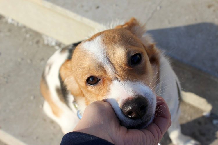 Şi animalele au dreptul la un tratament sănătos. Tot ce trebuie să ştii despre Legea 205 privind protejarea patrupedelor