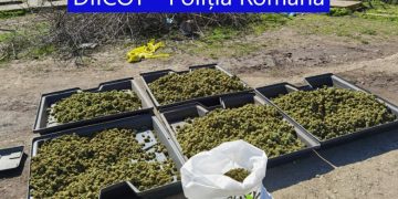 Cultură uriașă de cannabis, descoperită în casa a doi cetățeni spanioli stabiliți în România