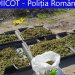 Cultură uriașă de cannabis, descoperită în casa a doi cetățeni spanioli stabiliți în România