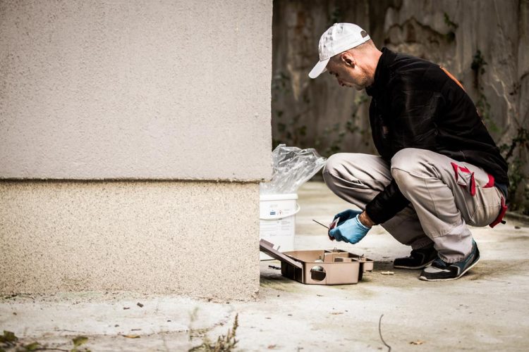 În Baia Mare începe deratizarea! Mare atenție la animalele de companie