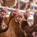 Gripa aviară scumpeşte carnea de pui. Cu cât va creşte preţul la acest aliment de bază