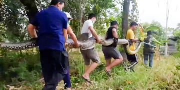 Piton imens, capturat de un grup de săteni din Thailanda