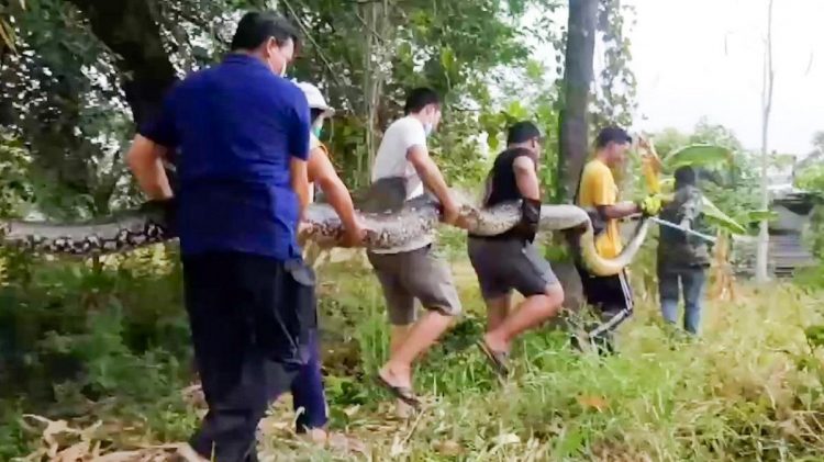 Piton imens, capturat de un grup de săteni din Thailanda