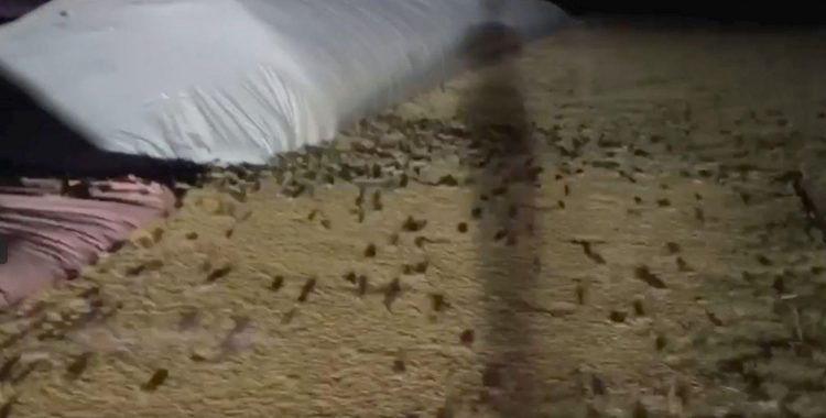 Imagini apocaliptice în Australia, unde mii de șoareci au invadat culturile și casele oamenilor