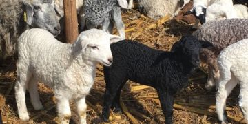 Mieii de Paște, probabil mai scumpi decât anul trecut. Ce spun fermierii