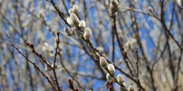 Prognoza meteo pentru următoarele două săptămâni