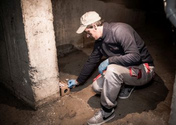 În Baia Mare începe deratizarea! Mare atenție la animalele de companie