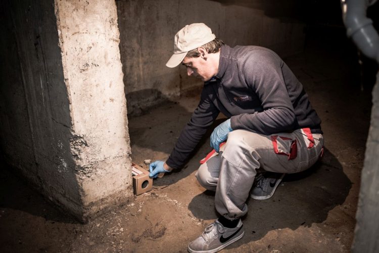 În Baia Mare începe deratizarea! Mare atenție la animalele de companie