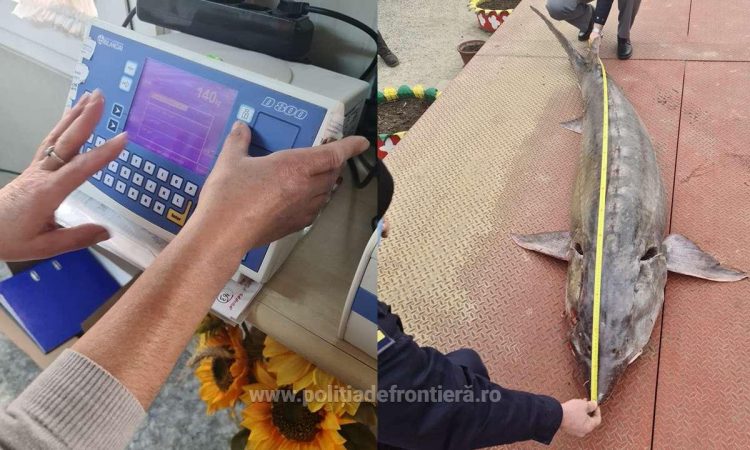 Sturion de 140 kg, redat mediului natural