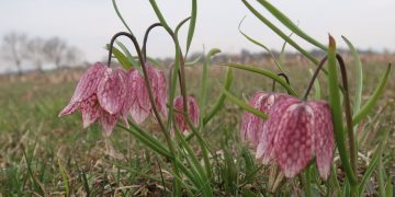 Laleaua pestriță, plantă monument al naturii, înflorită în Maramureș – FOTO