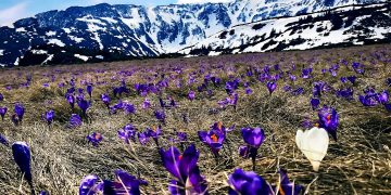 Peisaje de vis în Munții Rodnei, la Borșa – FOTO