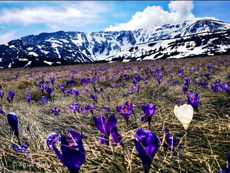 Peisaje de vis în Munții Rodnei, la Borșa – FOTO