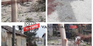 IMAGINI HORROR: Câine sfâșiat de un pitbull scăpat dintr-o curte